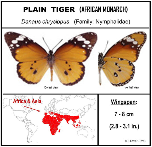 750201 - Butterfly Bubbles - Med. - Round - Plain Tiger Butterfly