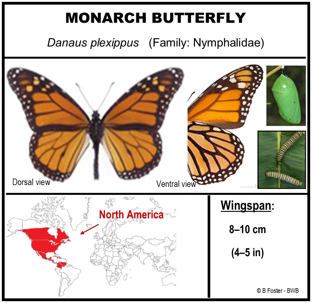 750304 - Butterfly Bubbles - Lg. - Round - Monarch (Danaus plexippus)