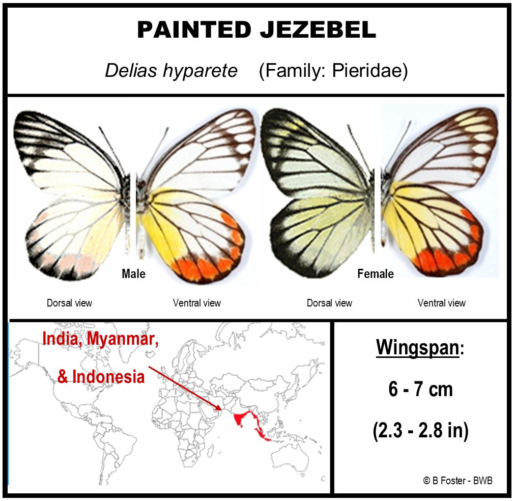 750804 - Butterfly Bubble - Med. - Heart Shape - Painted Jezebel Butterfly