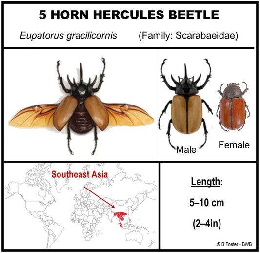 9050802 - Real Bug Acrylic Display Box - 5" X 8" - 5 Horn Hercules Beetle (Eupatorus gracilicornis) - Spread Male