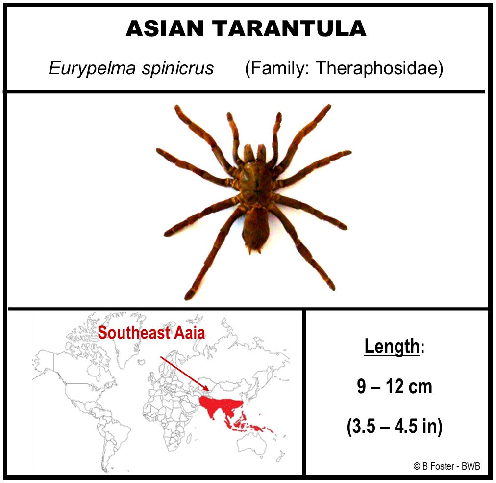 760361 - Dome Displays - Large (136mm) - White - Asian Tarantula