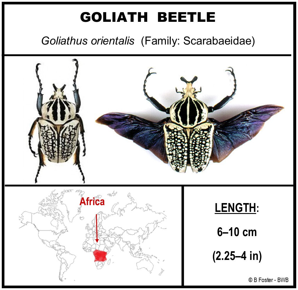 9091250 - Real Bug Acrylic Display Box - 9" X 12" - Goliath Beetle - Spread