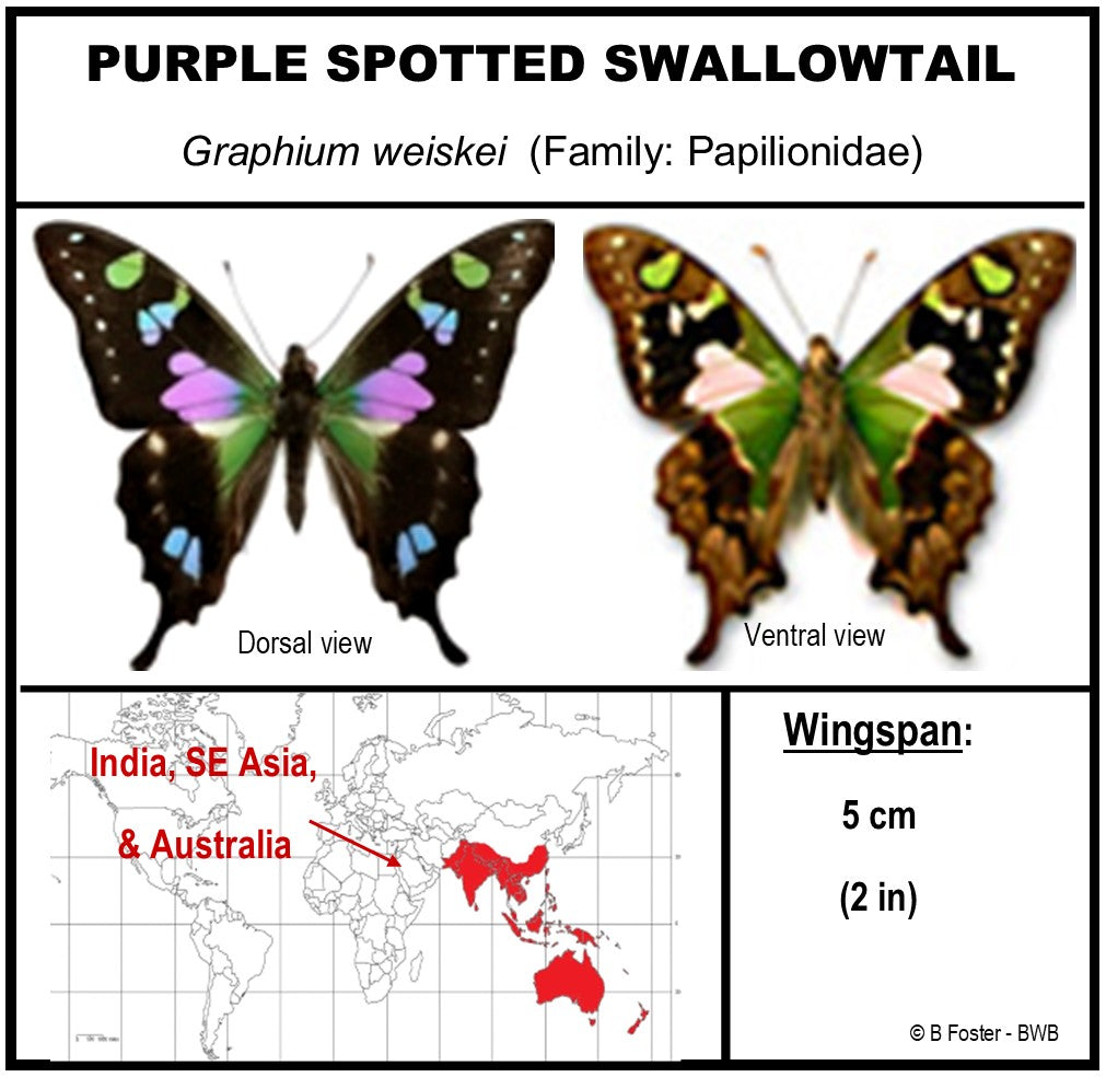 9040403 - Real Butterfly Acrylic Display Box - 4"X4" - Purple Spotted Swallowtail (Graphium weiskei)