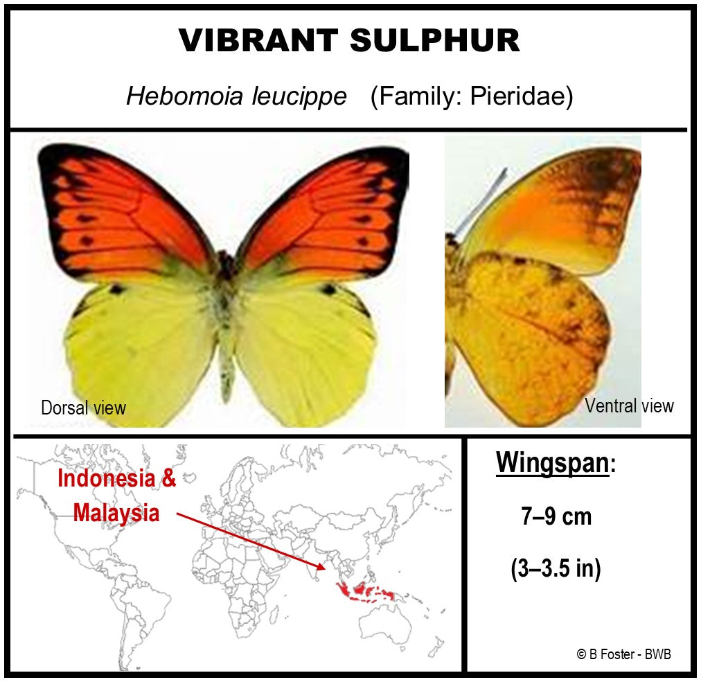 9050501 - Real Butterfly Acrylic Display Box - 5"X5" - Vibrant Sulphur Butterfly (Hebomoia leucippe)