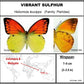 760300 - Dome Displays - Large (136mm) - Black - Vibrant Sulphur Butterfly ﻿(Hebomoia leucippe)
