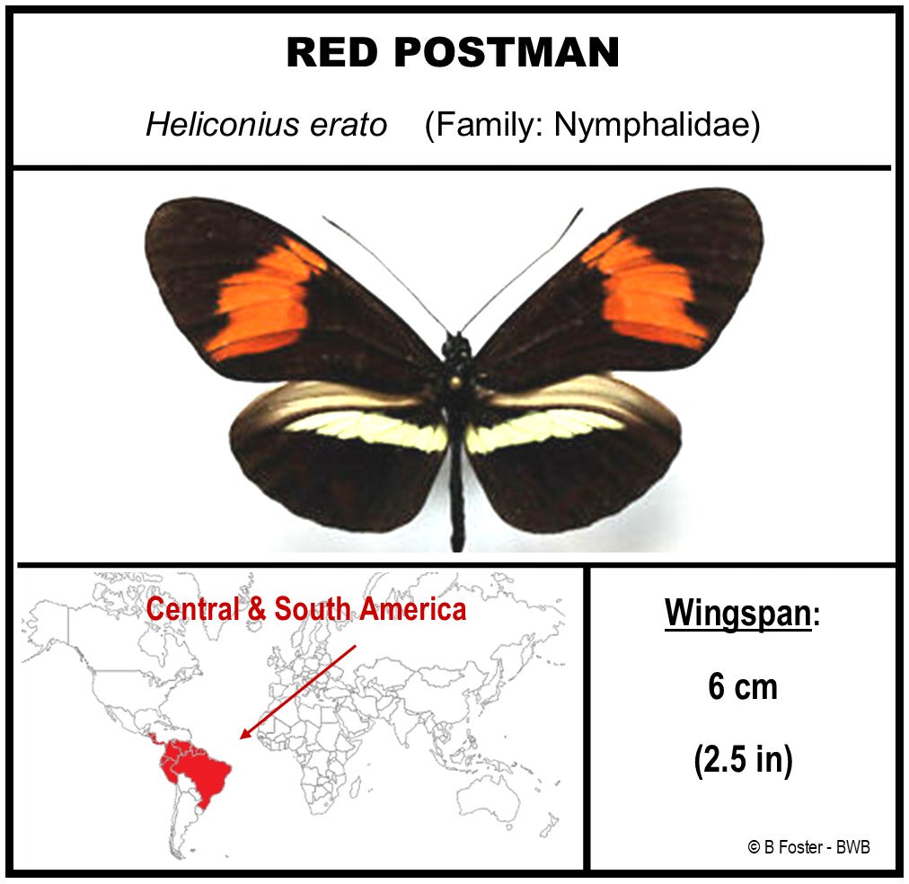 750216 - Butterfly Bubble - Med. - Round - Red Postman Butterfly