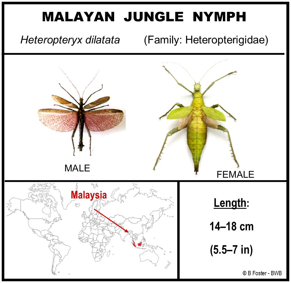 9091251 - Real Bug Acrylic Display Box - 9" X 12" - Maylan Jungle Nymph - Female