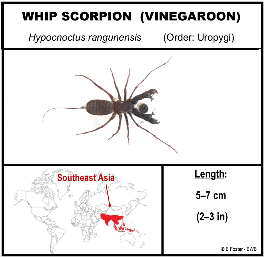 9060705 - Real Bug Acrylic Display Box - 6" X 6" - Diamond - Whip Scorpion (Hypocnoctus rangunensis).