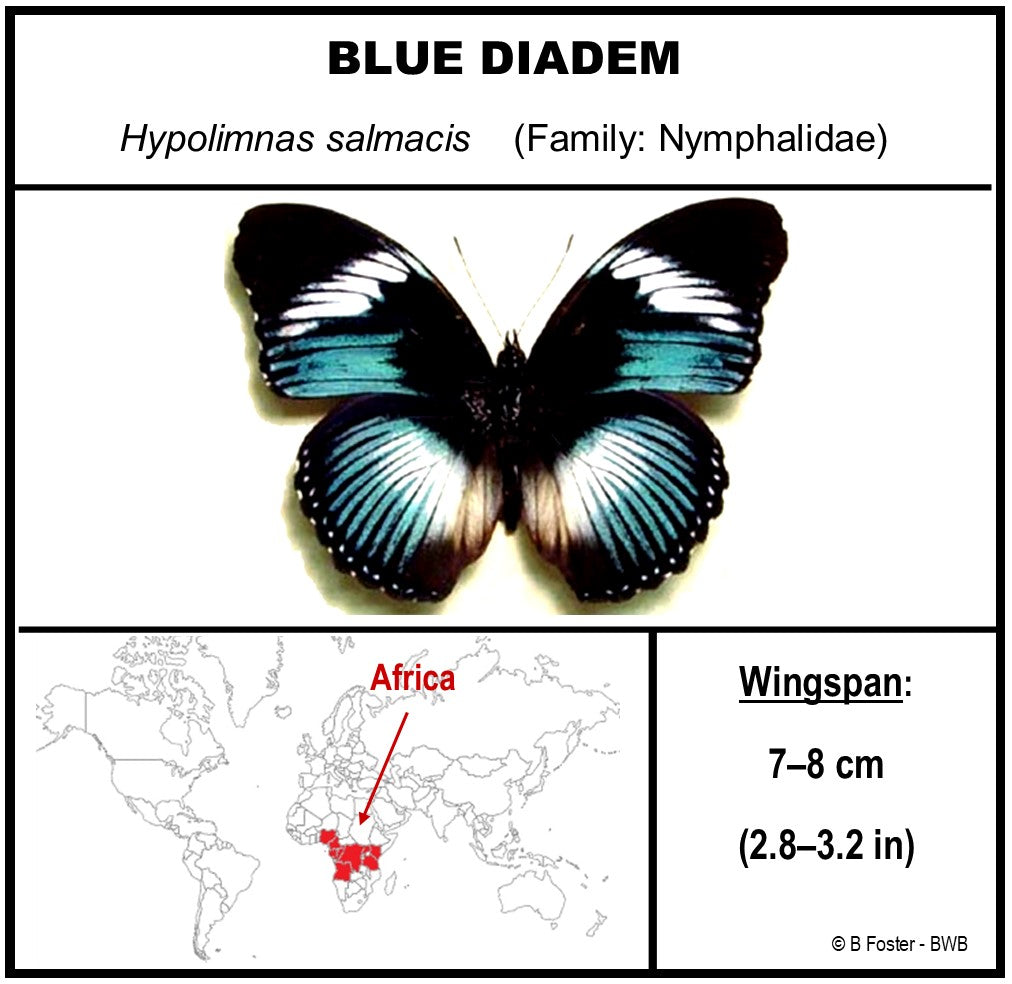9050507 - Real Butterfly Acrylic Display Box - 5"X5" - Blue Diadem Butterfly ﻿(Hypolimnas salmacis)