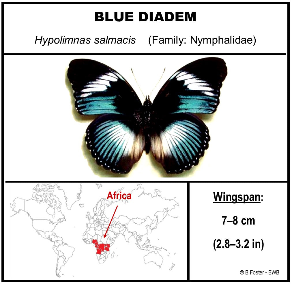 9050507 - Real Butterfly Acrylic Display Box - 5"X5" - Blue Diadem Butterfly (Hypolimnas salmacis)