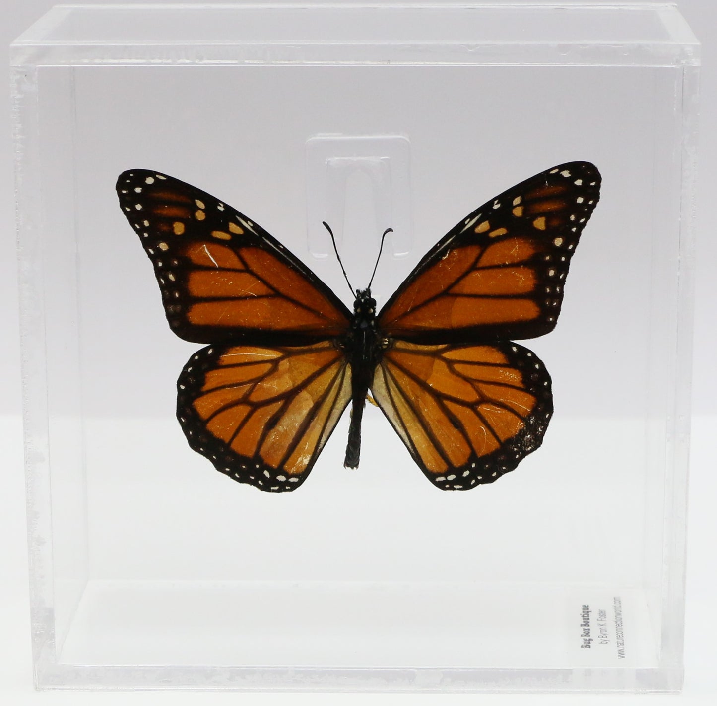 9050502 - Real Butterfly Acrylic Display Box - 5"X5" - Monarch Butterfly (Danaus plexippus)