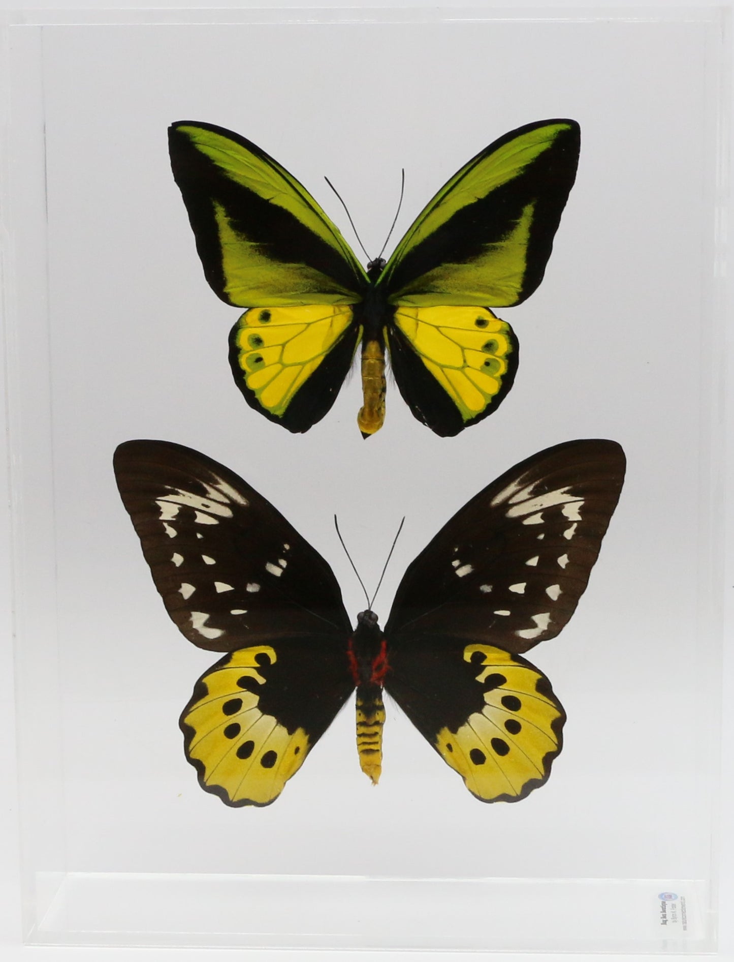 9121602 - Real Butterfly Acrylic Display Box - 9" X 12" - Goliath Bird Wing - Pair