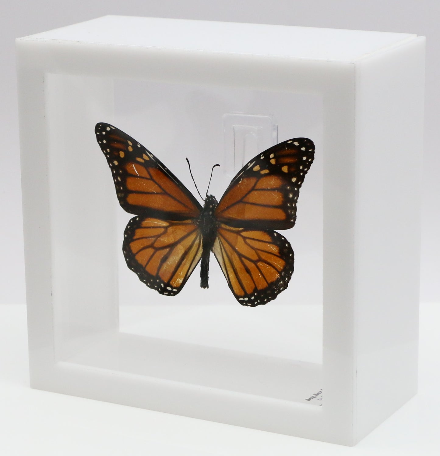 9050502 - Real Butterfly Acrylic Display Box - 5"X5" - Monarch Butterfly (Danaus plexippus)