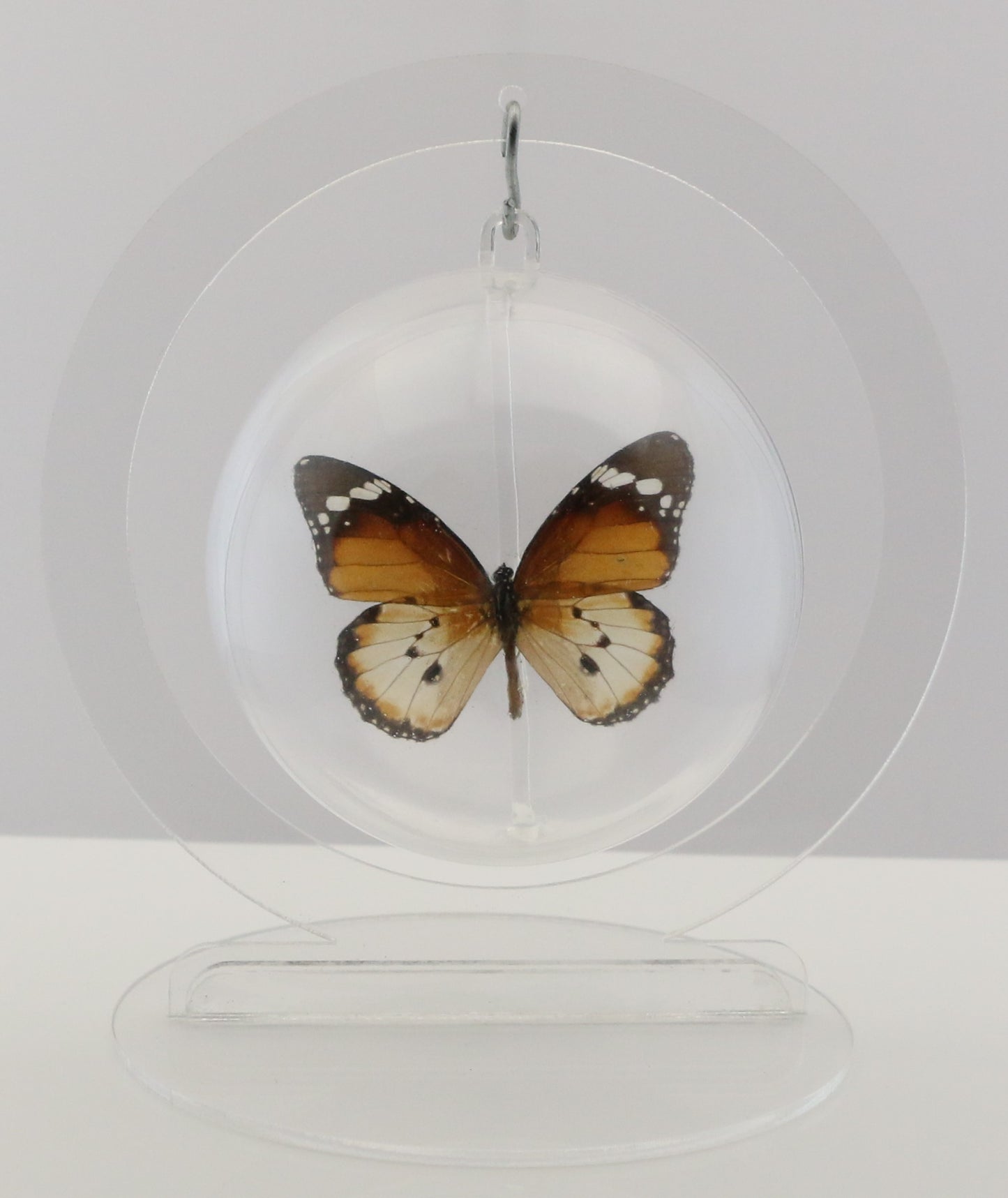 750201 - Butterfly Bubbles - Med. - Round - Plain Tiger Butterfly