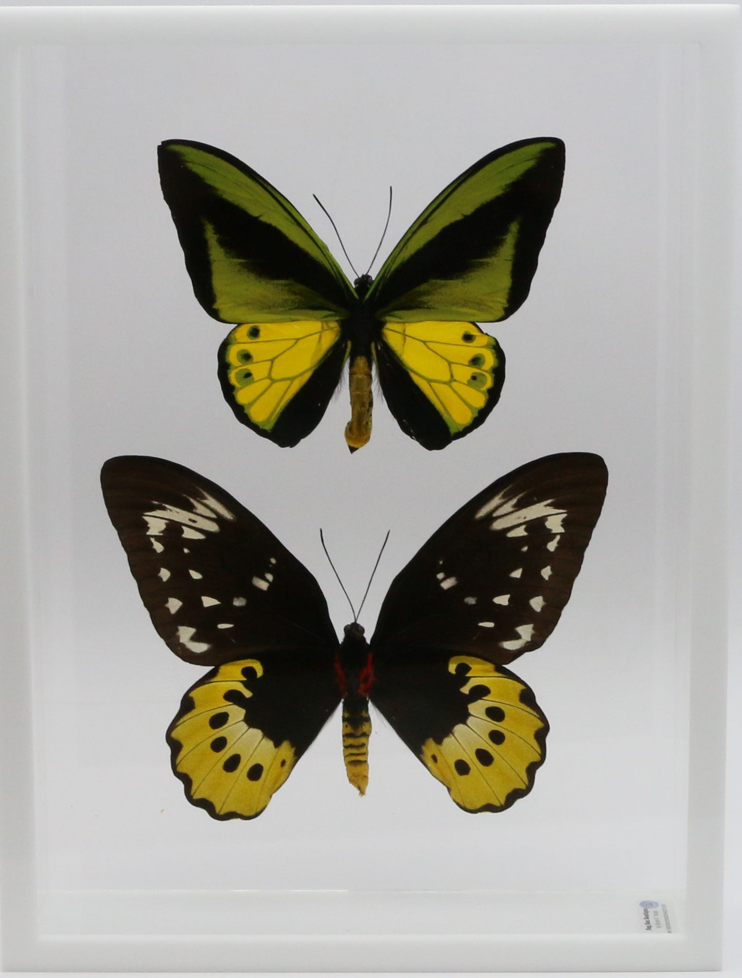 9121602 - Real Butterfly Acrylic Display Box - 9" X 12" - Goliath Bird Wing - Pair