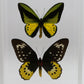 9121602 - Real Butterfly Acrylic Display Box - 9" X 12" - Goliath Bird Wing - Pair