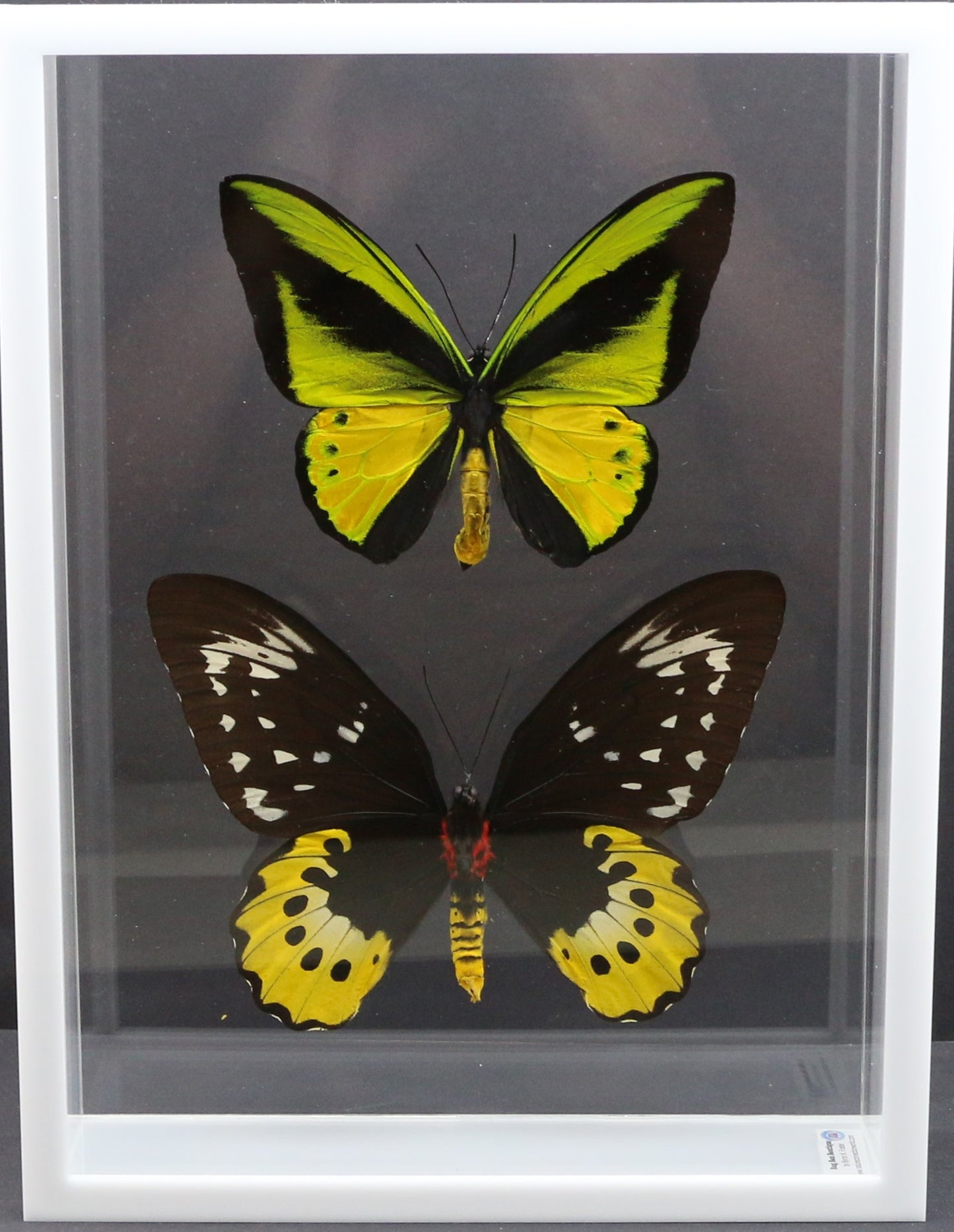 9121602 - Real Butterfly Acrylic Display Box - 9" X 12" - Goliath Bird Wing - Pair