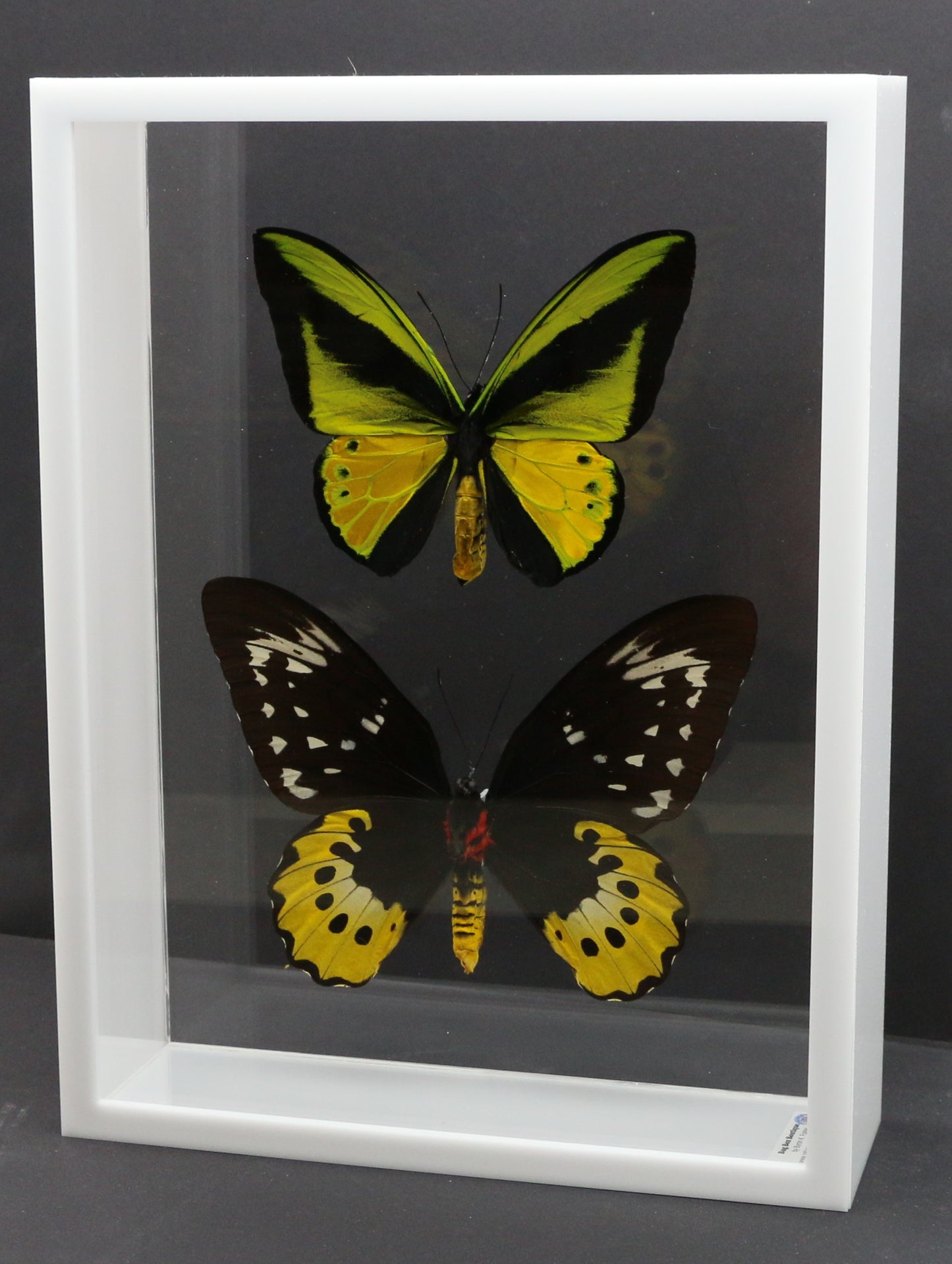 9121602 - Real Butterfly Acrylic Display Box - 9" X 12" - Goliath Bird Wing - Pair