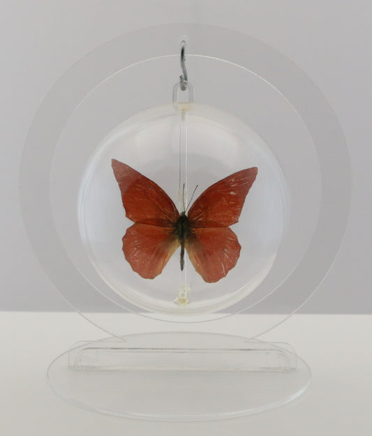 750202 - Butterfly Bubbles - Med. - Round - Orange Albatross Butterfly