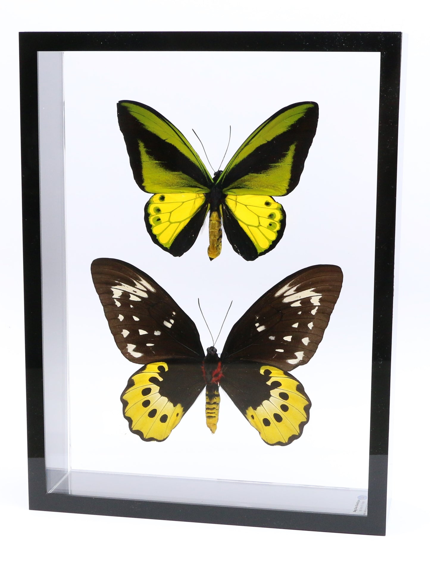 9121602 - Real Butterfly Acrylic Display Box - 9" X 12" - Goliath Bird Wing - Pair