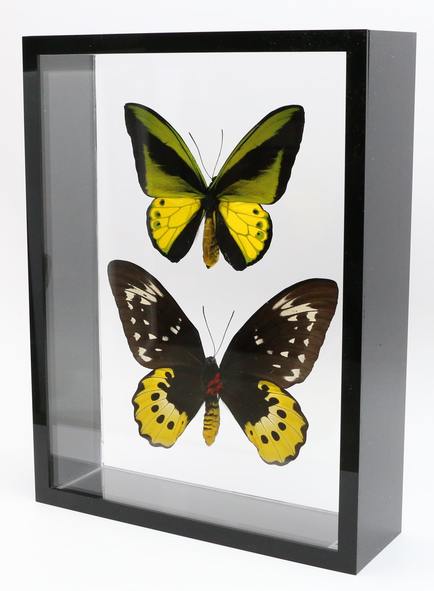 9121602 - Real Butterfly Acrylic Display Box - 9" X 12" - Goliath Bird Wing - Pair