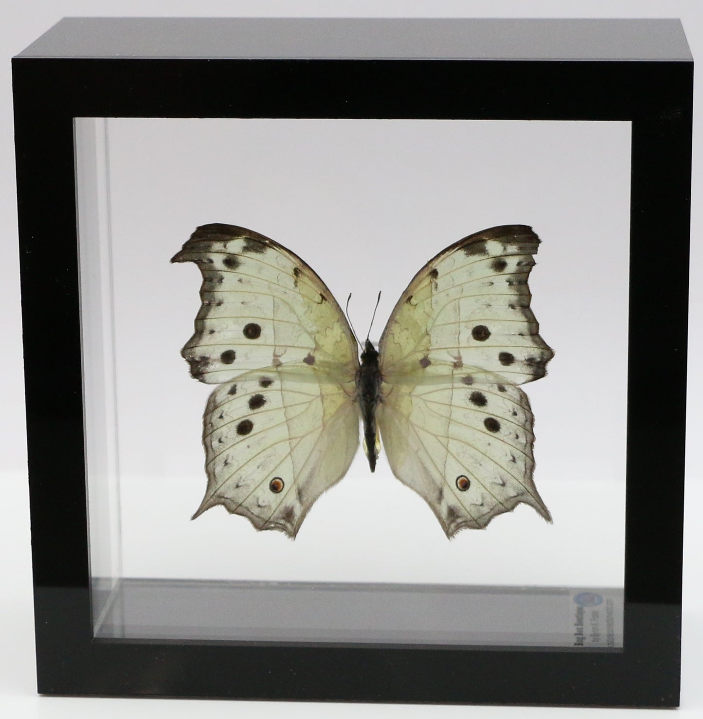 9050526 - Real Butterfly Acrylic Display Box - 5"X5" - Forest Mother-of-Pearl Butterfly (Salamis parhassus)