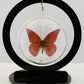 750202 - Butterfly Bubbles - Med. - Round - Orange Albatross Butterfly
