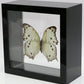9050526 - Real Butterfly Acrylic Display Box - 5"X5" - Forest Mother-of-Pearl Butterfly (Salamis parhassus)
