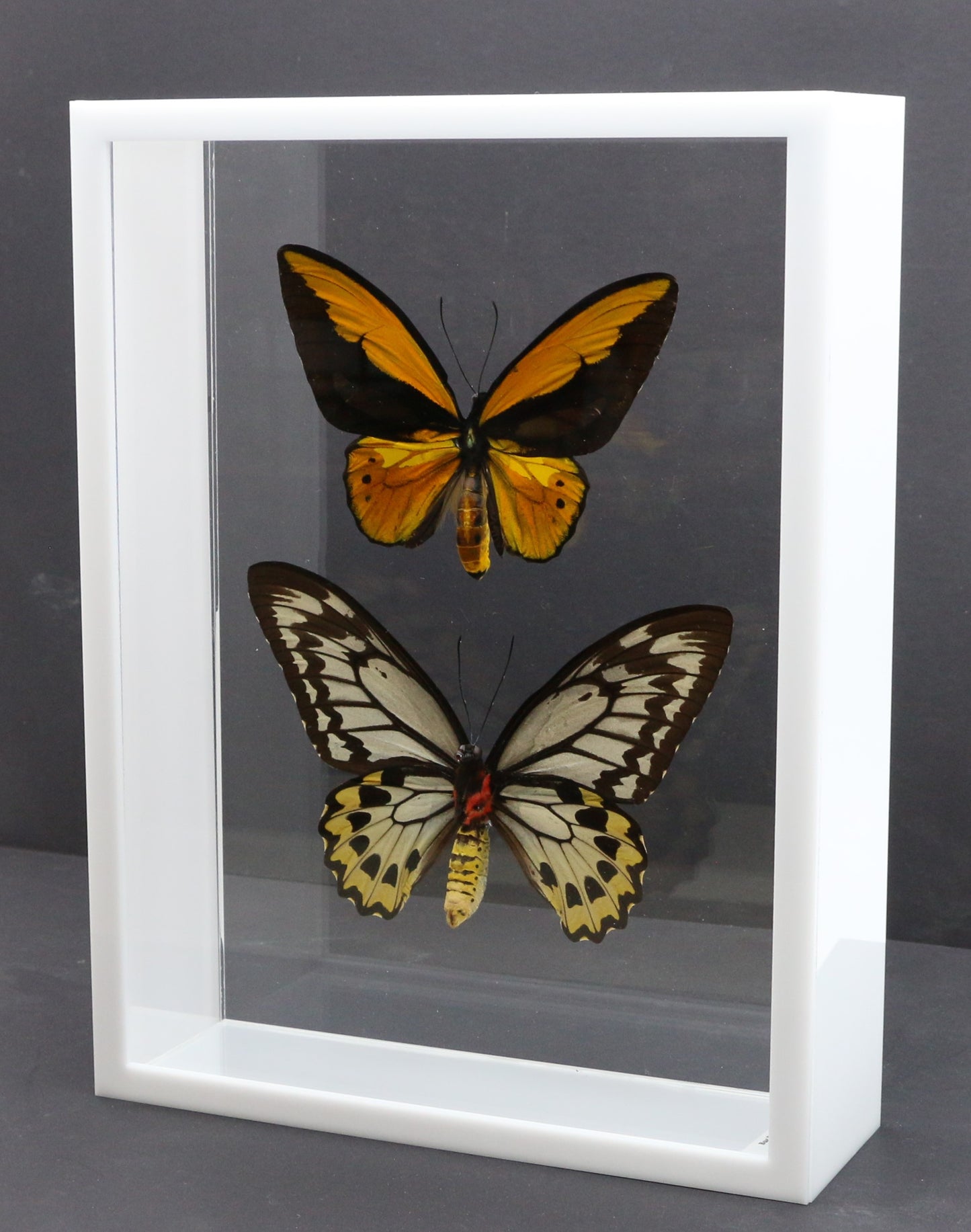 9101001 - Real Butterfly Acrylic Display Box - 9" X 12" - Gold Bird Wing - Pair