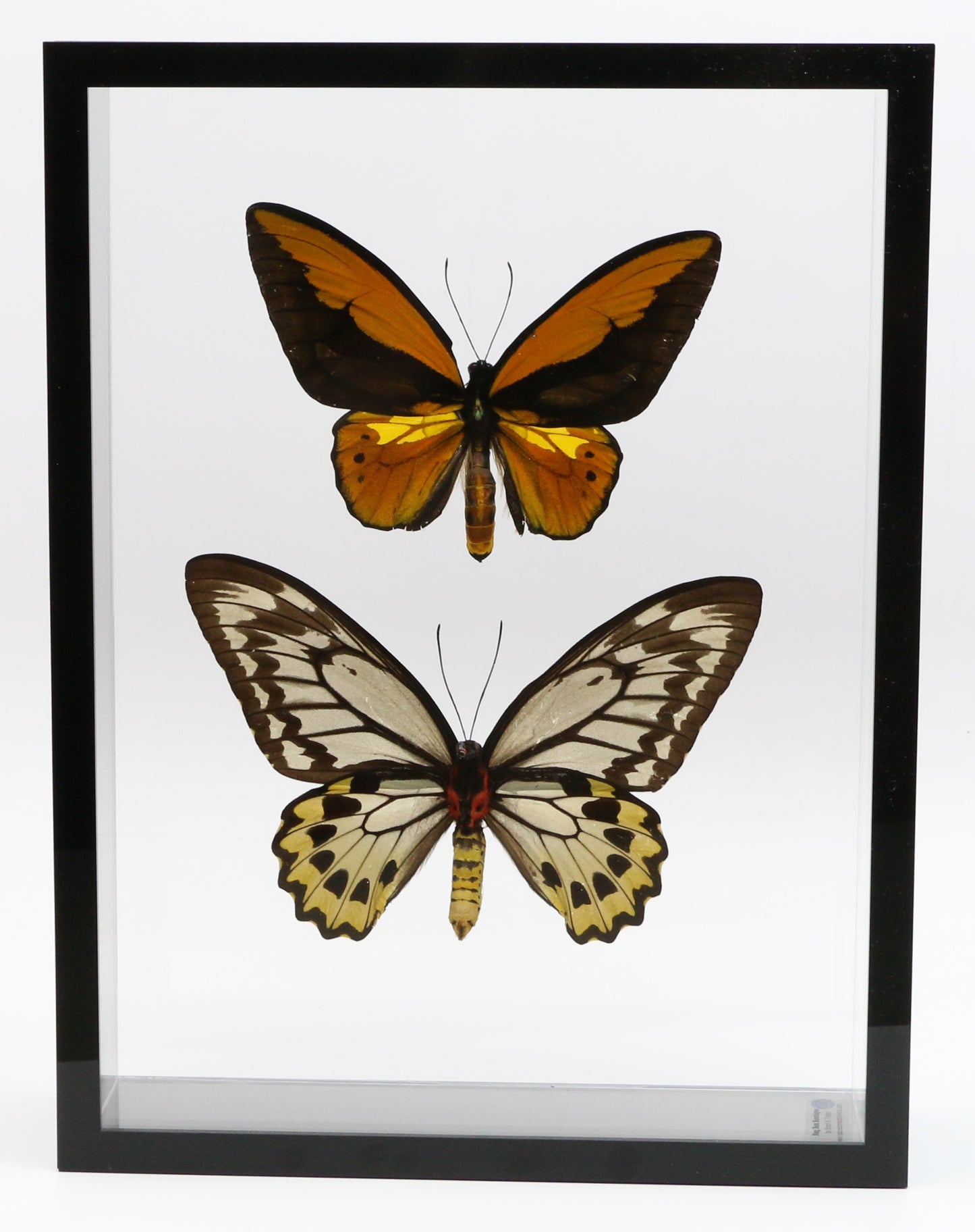 9101001 - Real Butterfly Acrylic Display Box - 9" X 12" - Gold Bird Wing - Pair