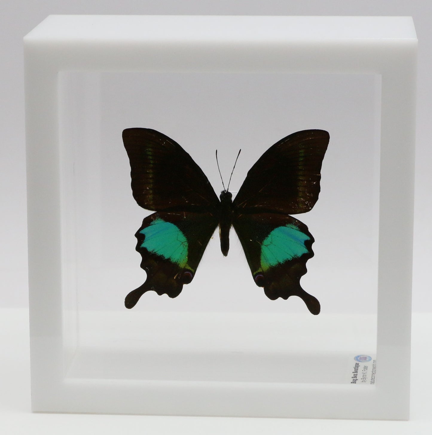9050505 - Real Butterfly Acrylic Display Box - 5"X5" - Paris Peacock Swallowtail (Papilio paris)