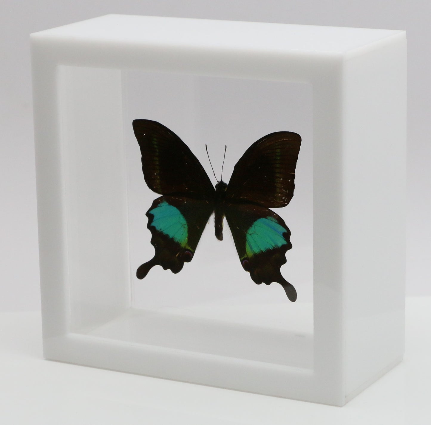 9050505 - Real Butterfly Acrylic Display Box - 5"X5" - Paris Peacock Swallowtail (Papilio paris)