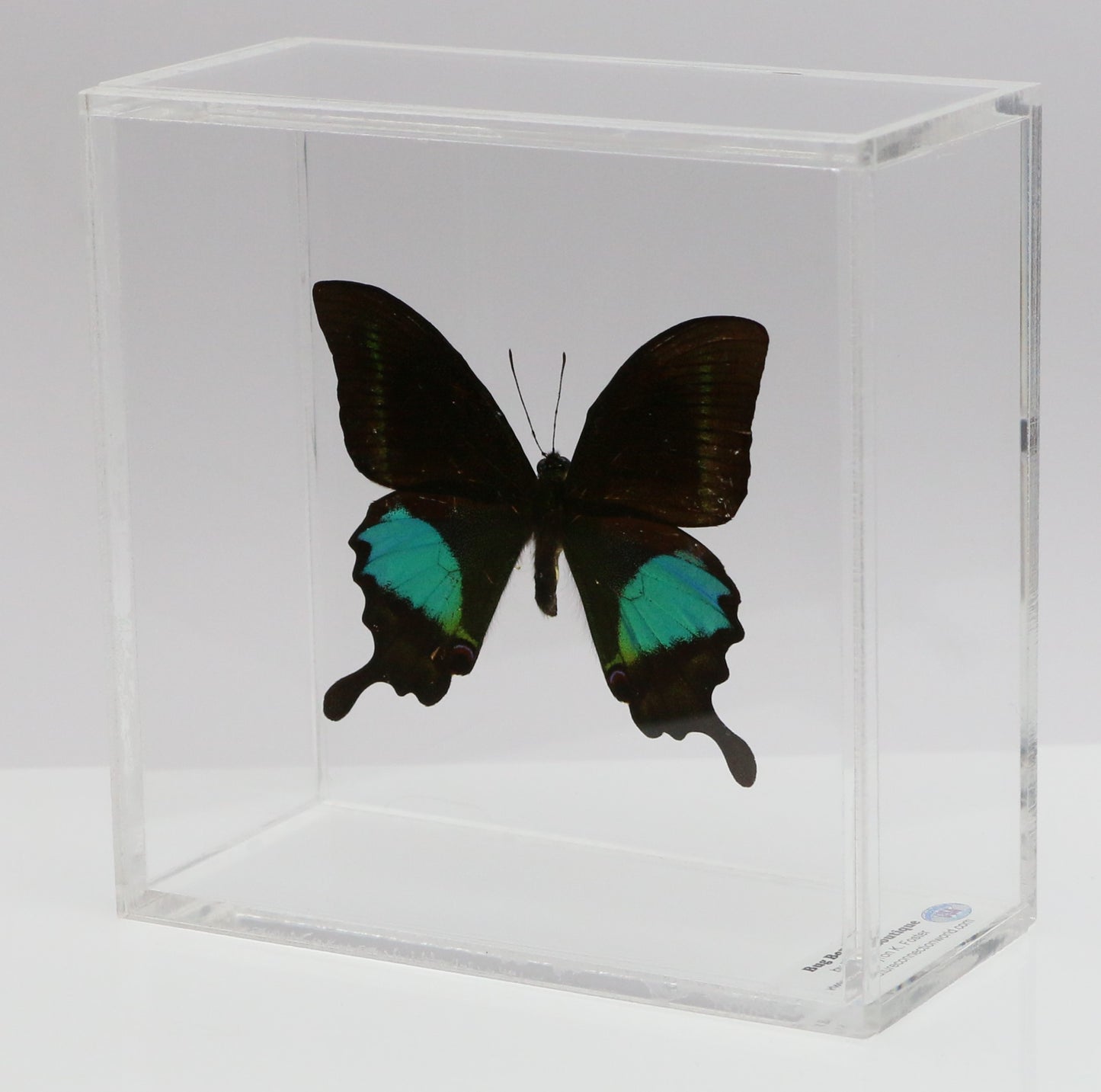 9050505 - Real Butterfly Acrylic Display Box - 5"X5" - Paris Peacock Swallowtail (Papilio paris)