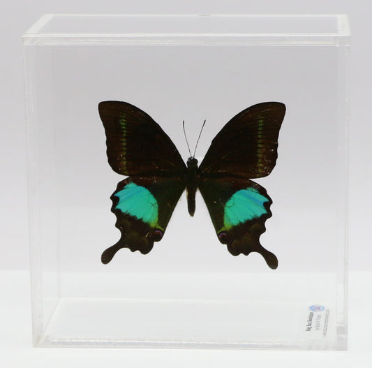 9050505 - Real Butterfly Acrylic Display Box - 5"X5" - Paris Peacock Swallowtail (Papilio paris)