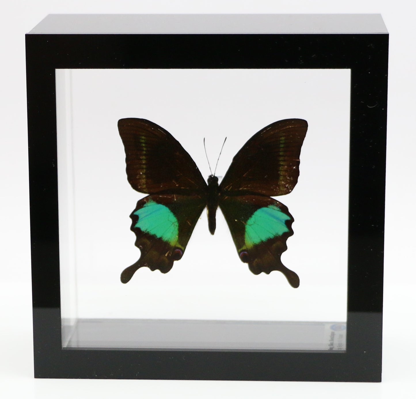 9050505 - Real Butterfly Acrylic Display Box - 5"X5" - Paris Peacock Swallowtail (Papilio paris)