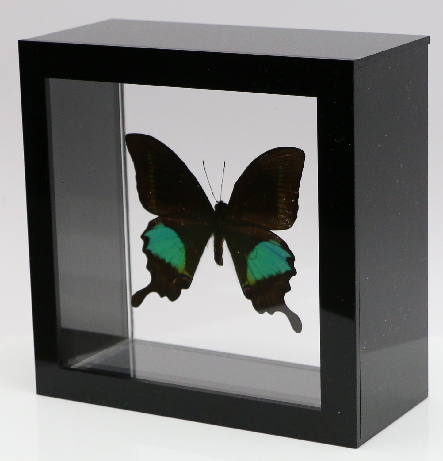 9050505 - Real Butterfly Acrylic Display Box - 5"X5" - Paris Peacock Swallowtail (Papilio paris)