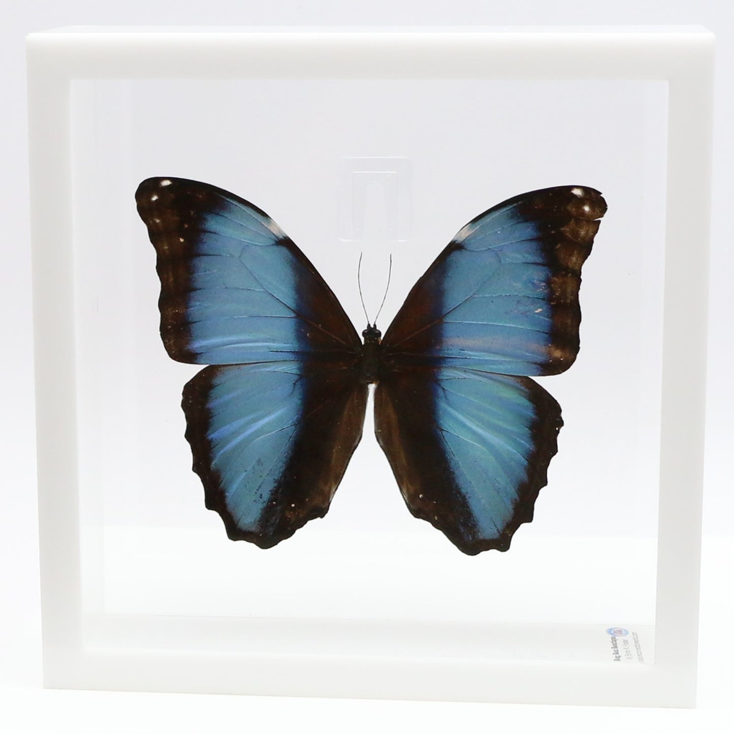 9070711 - Real Butterfly Acrylic Display Box - 7" X 7" - Deidamia Morpho (Morpho deidamia)