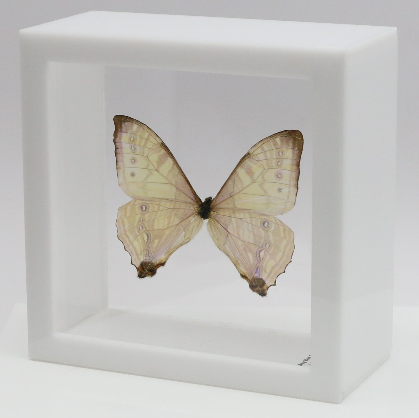 9050550 - Real Butterfly Acrylic Display Box - 5"X5" - Sulkowsky's Morpho (Morpho sulkowskyi)