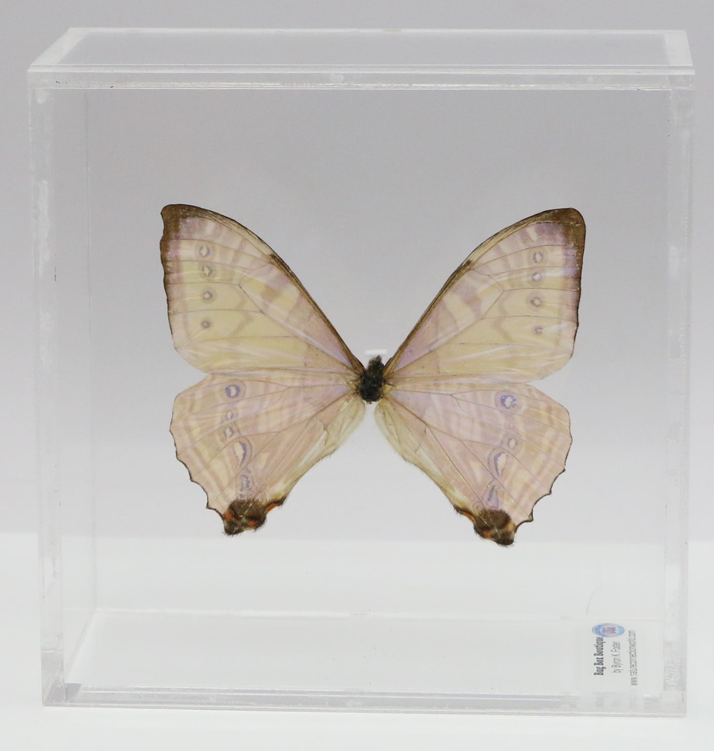 9050550 - Real Butterfly Acrylic Display Box - 5"X5" - Sulkowsky's Morpho (Morpho sulkowskyi)