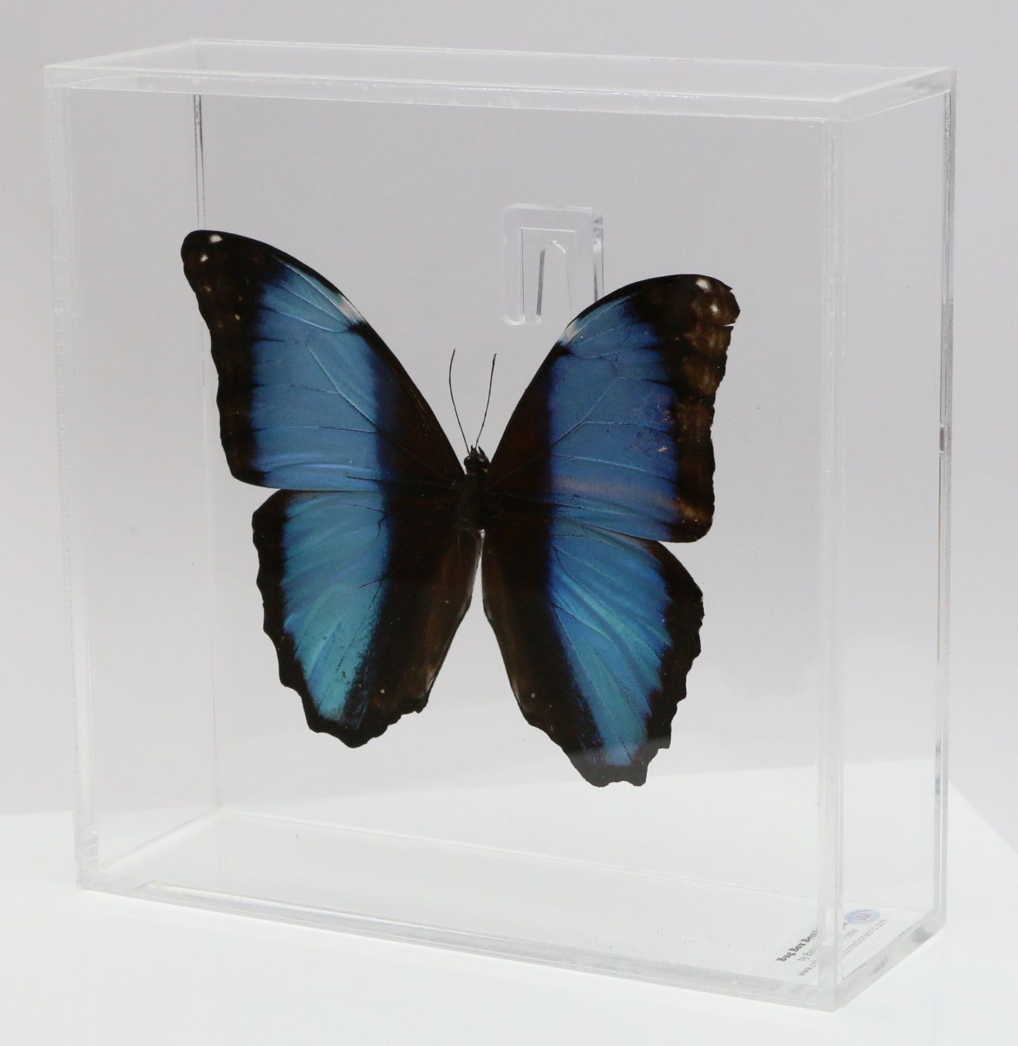 9070711 - Real Butterfly Acrylic Display Box - 7" X 7" - Deidamia Morpho (Morpho deidamia)