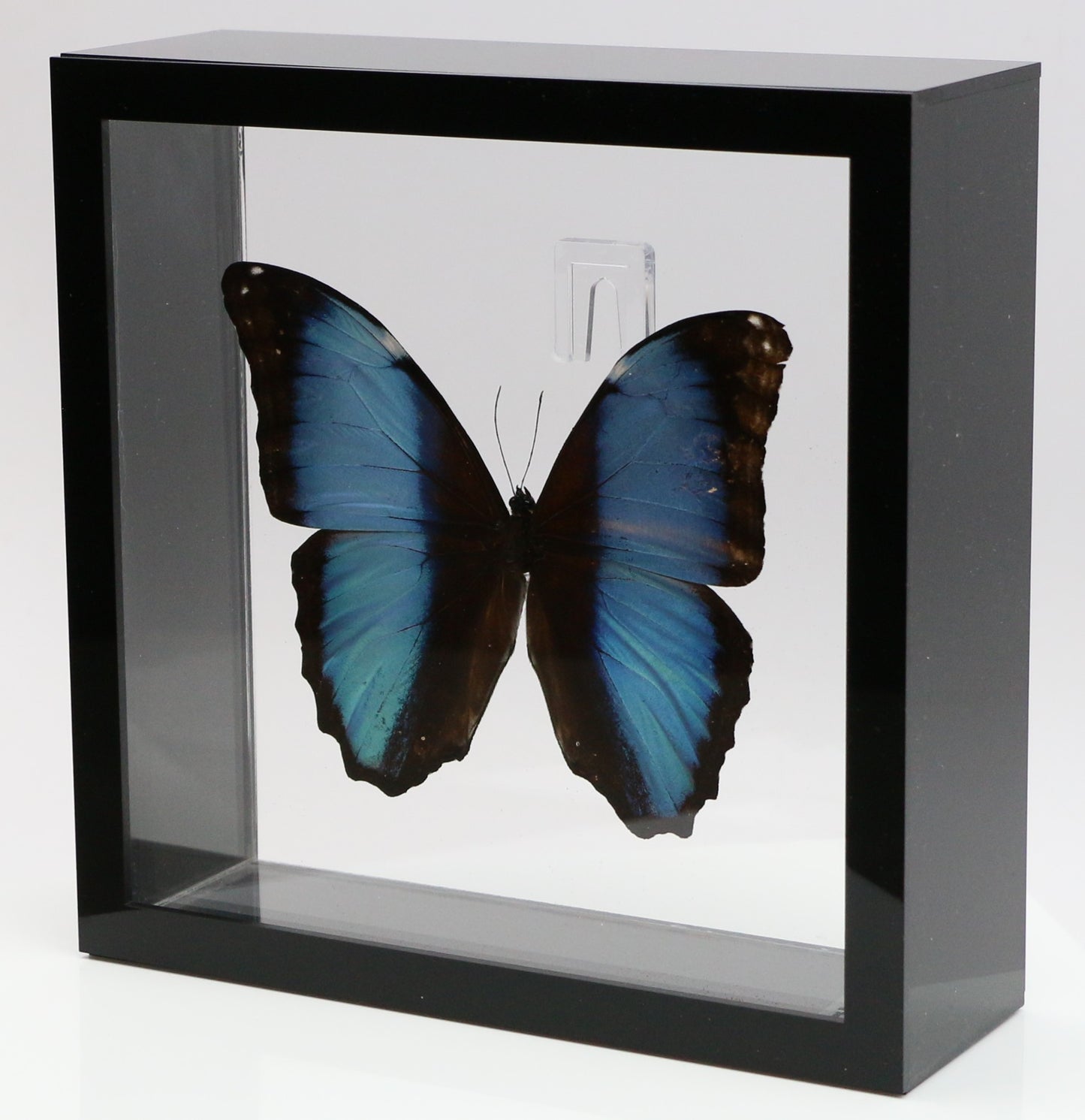 9070711 - Real Butterfly Acrylic Display Box - 7" X 7" - Deidamia Morpho (Morpho deidamia)