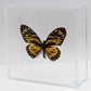 9060612 - Real Butterfly Acrylic Display Box - 6" X 6" - Giant Tiger Butterfly (Papilio zagreus)