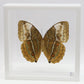 9070736 - Real Butterfly Acrylic Display Box - 7" X 7" - Siamese Jungle Queen Butterfly (Stichophthalma louisa) - Ventral
