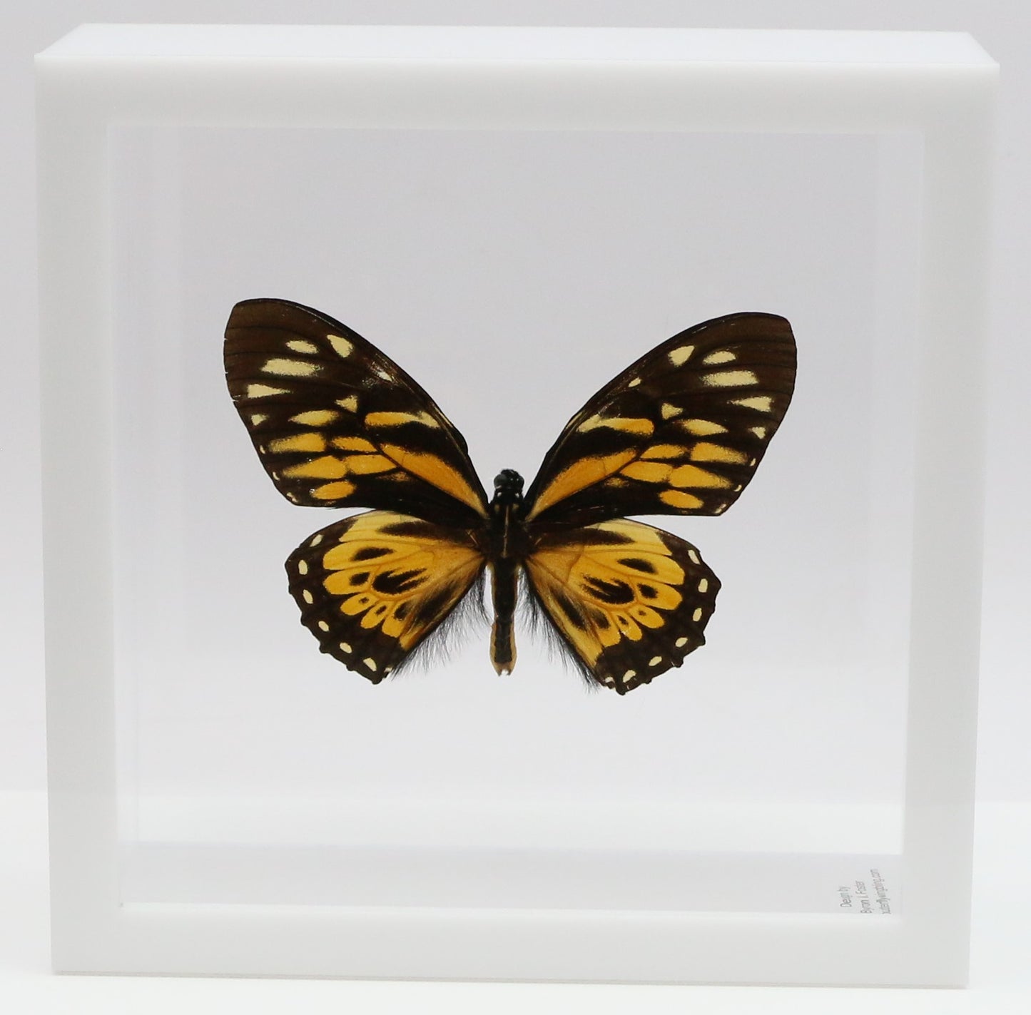 9060612 - Real Butterfly Acrylic Display Box - 6" X 6" - Giant Tiger Butterfly (Papilio zagreus)