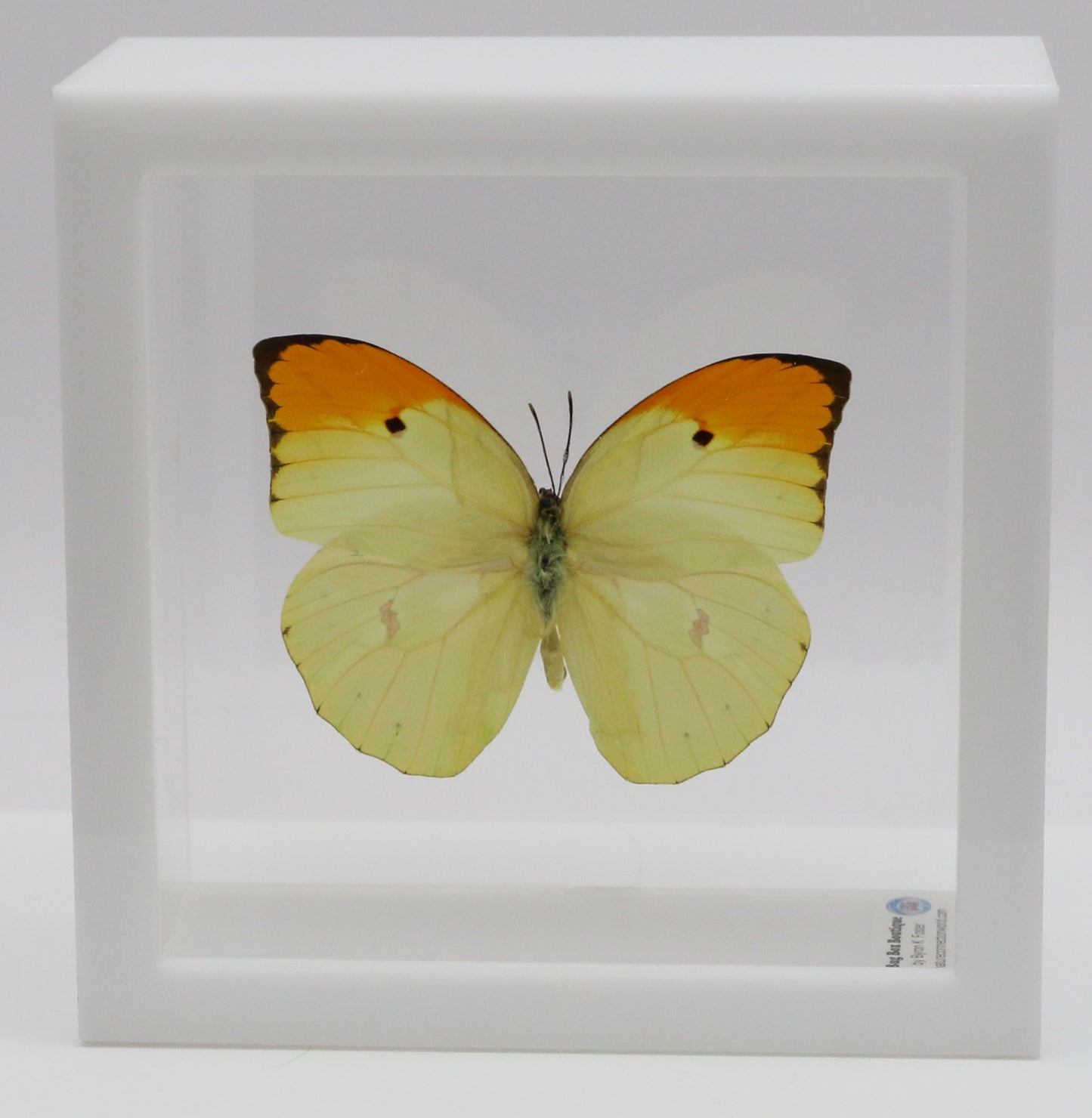 9050504 - Real Butterfly Acrylic Display Box - 5"X5" - Orange-Tipped Angled Sulphur (Anteos menippe)