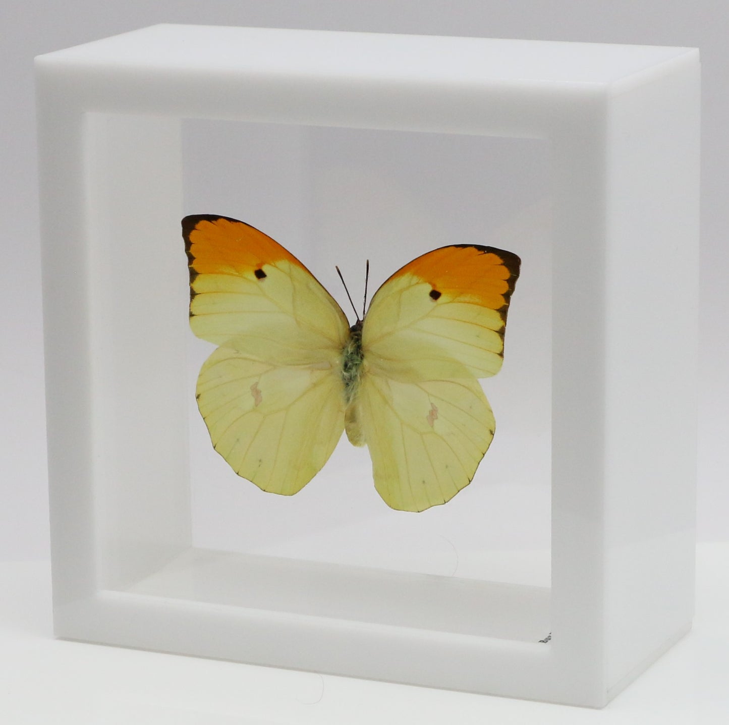 9050504 - Real Butterfly Acrylic Display Box - 5"X5" - Orange-Tipped Angled Sulphur (Anteos menippe)