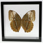 9070736 - Real Butterfly Acrylic Display Box - 7" X 7" - Siamese Jungle Queen Butterfly (Stichophthalma louisa) - Ventral