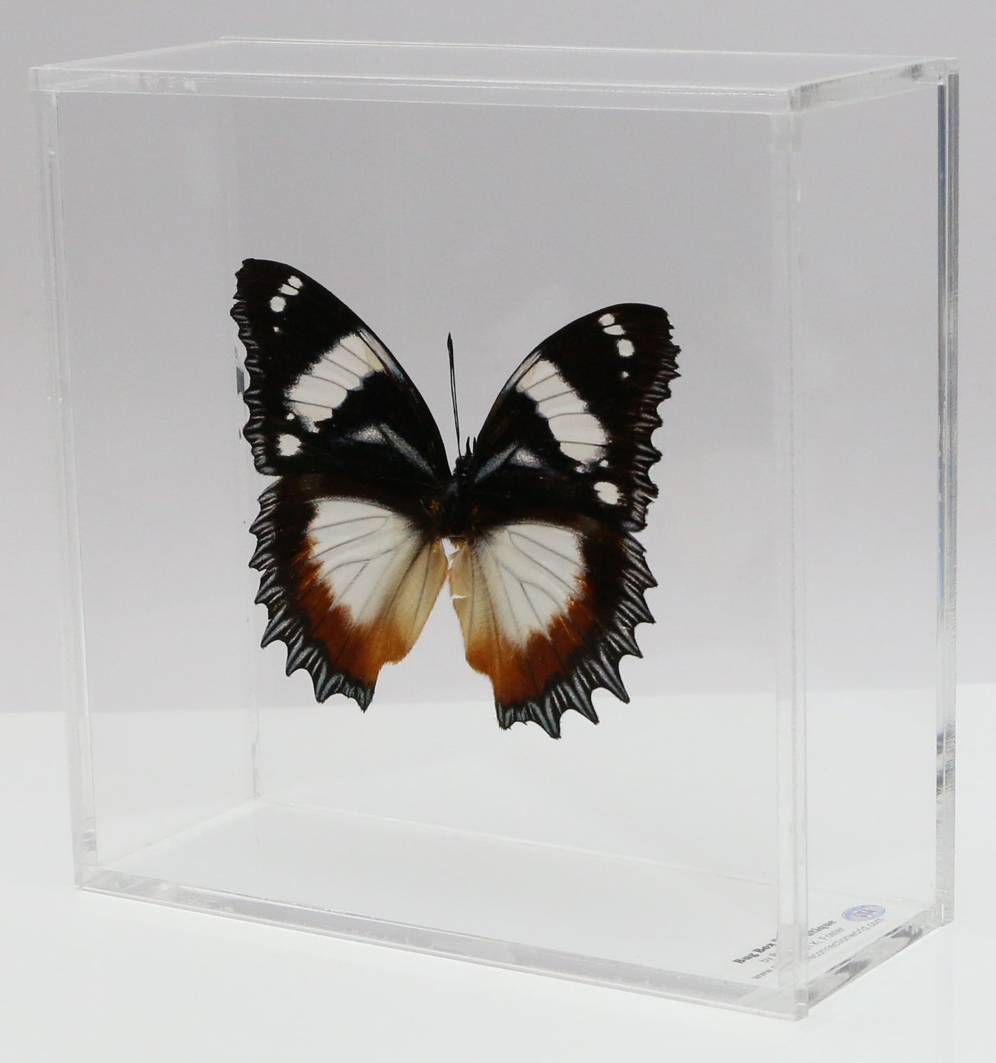 9060615 - Real Butterfly Acrylic Display Box - Madagascar Diadem Butterfly (Hypolimnas dexithea)