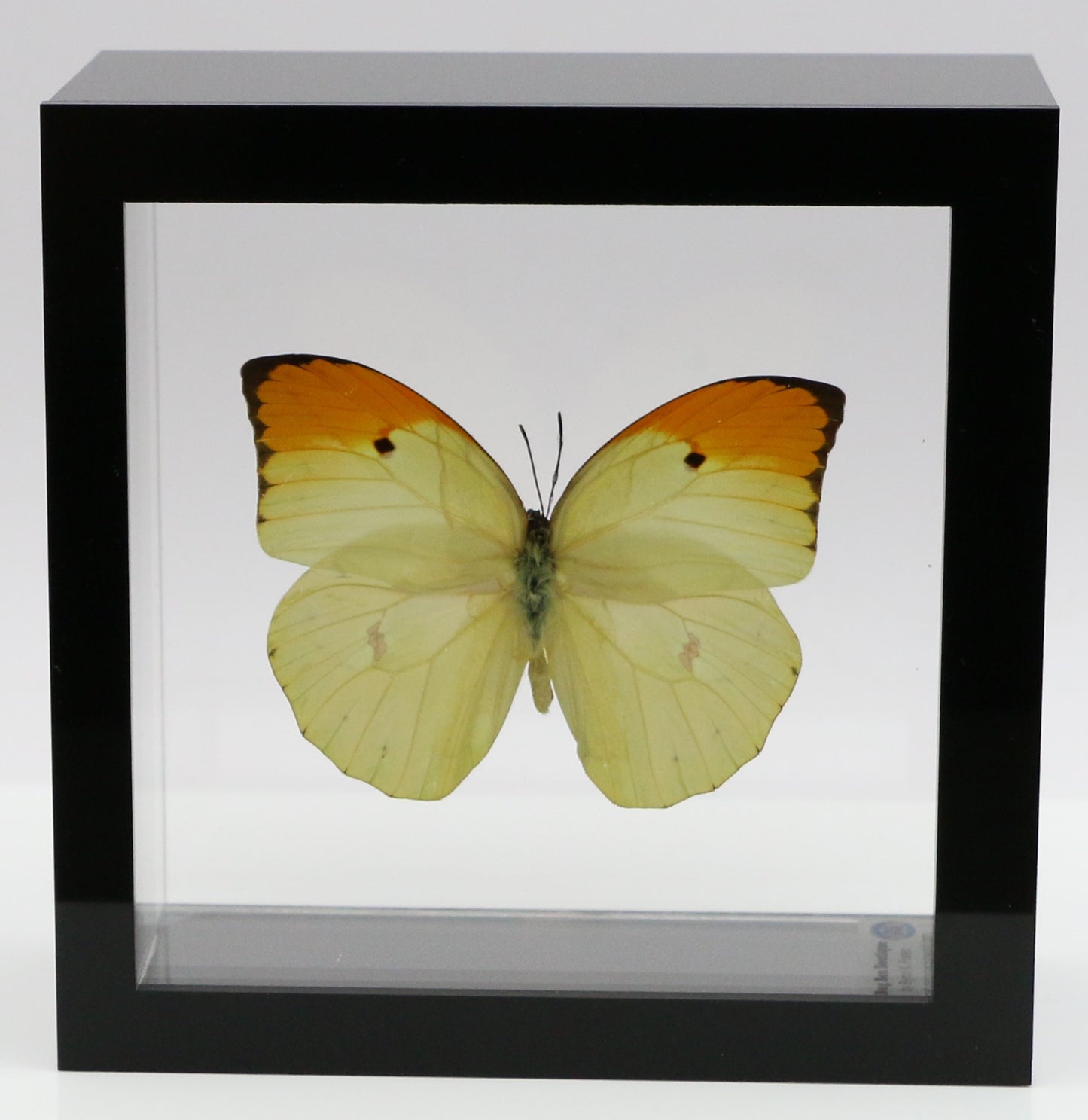9050504 - Real Butterfly Acrylic Display Box - 5"X5" - Orange-Tipped Angled Sulphur (Anteos menippe)