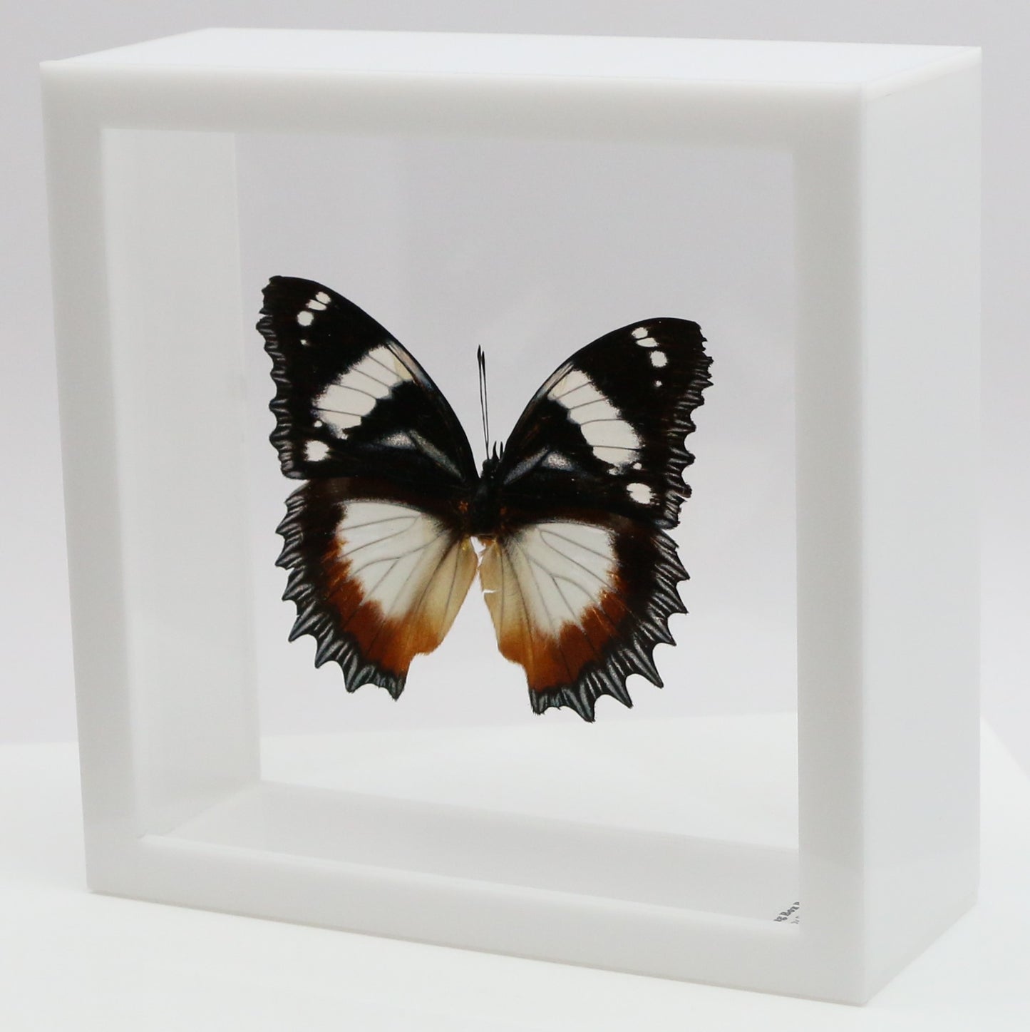 9060615 - Real Butterfly Acrylic Display Box - Madagascar Diadem Butterfly (Hypolimnas dexithea)